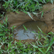An elephant track filled with water.